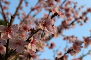 桃の花